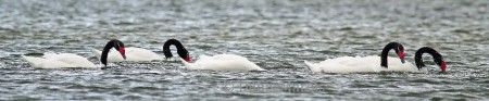 Cygne à cou noir (135)